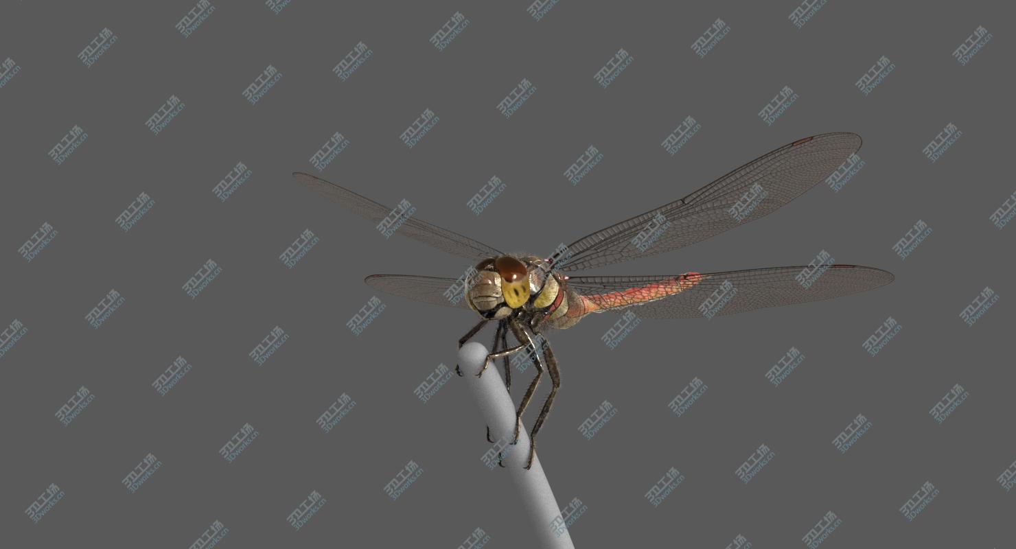 images/goods_img/2021040162/3D Dragonfly Common Darter/4.jpg